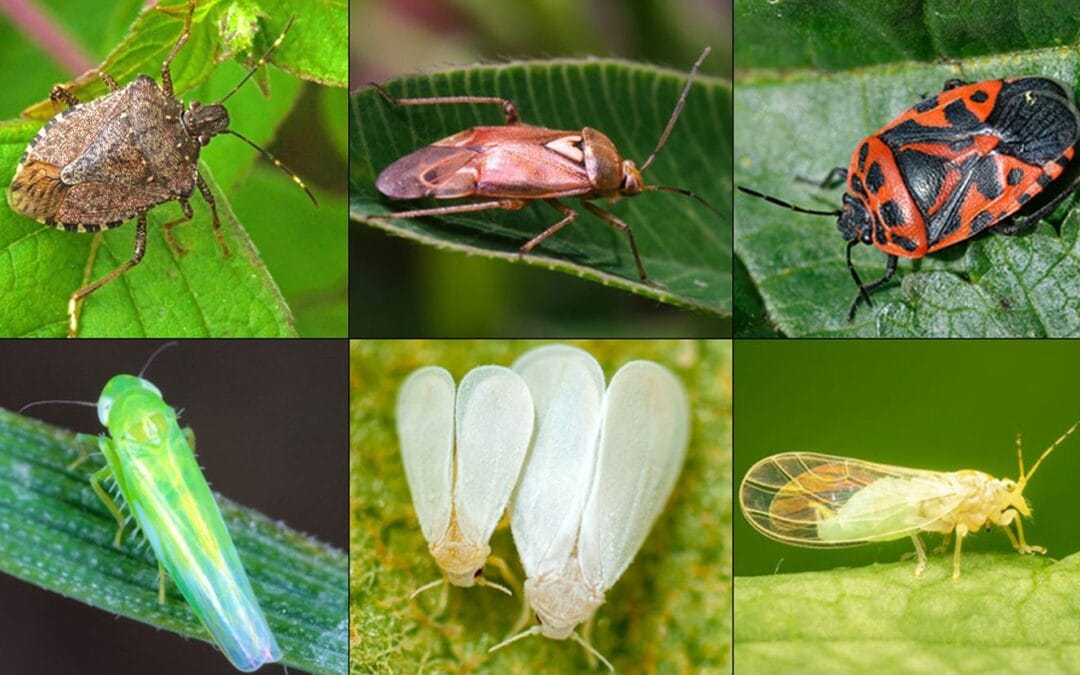 Lutter Contre les Ravageurs de Manière Naturelle