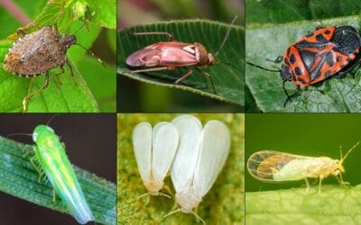 Lutter Contre les Ravageurs de Manière Naturelle